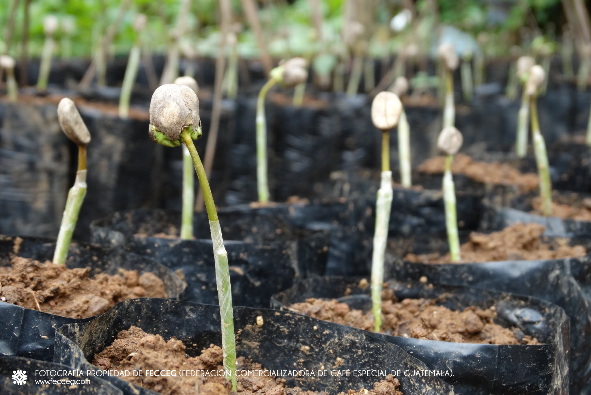 コーヒーの苗床